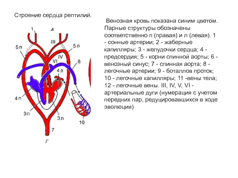 Картинка сердце пресмыкающихся