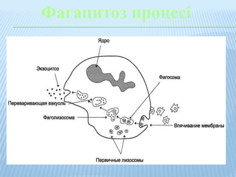 Фагоцитоз лизосома. Схема незавершенного фагоцитоза. Фаголизосома. Схемы завершенного и незавершенного фагоцитоза. Схема завершенного фагоцитоза.