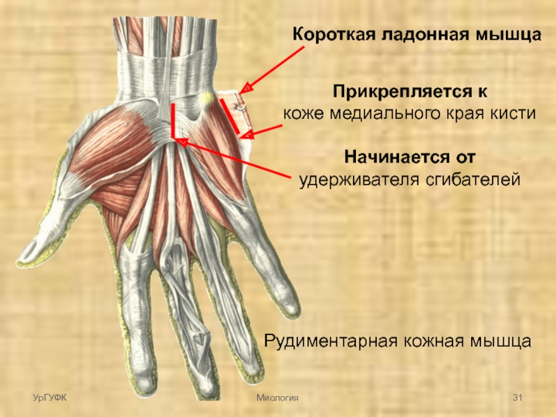 Топографическая анатомия кисти и пальцев презентация