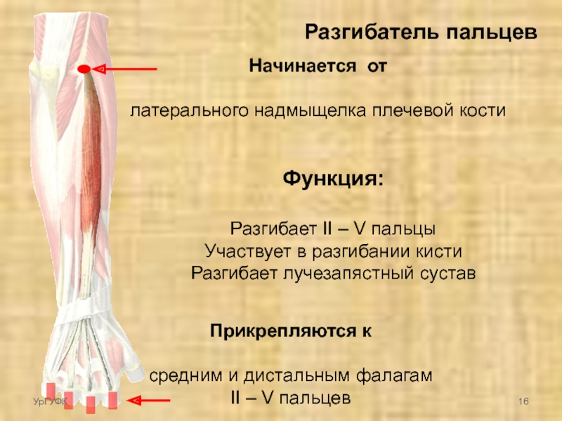 Длинный сгибатель пальцев