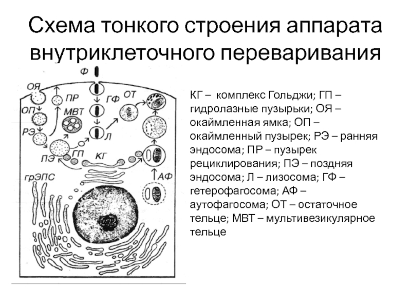 Какой цифрой обозначена на рисунке финна