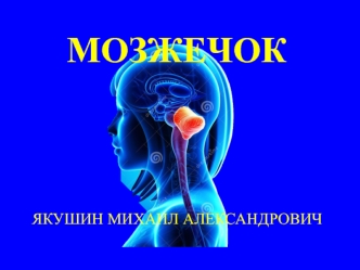 Мозжечок. Анатомия