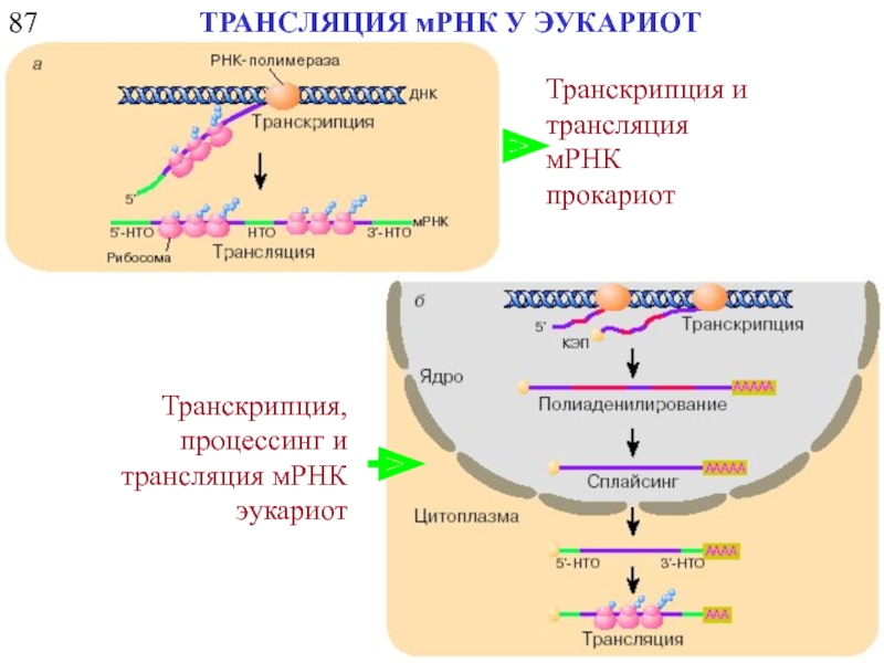 Процесс созревание рнк. Схема транскрипции и трансляции прокариот. Процессы транскрипции и трансляции у прокариот и эукариот. Схема регуляции транскрипции и трансляции. Процесс транскрипции происходит у эукариот.