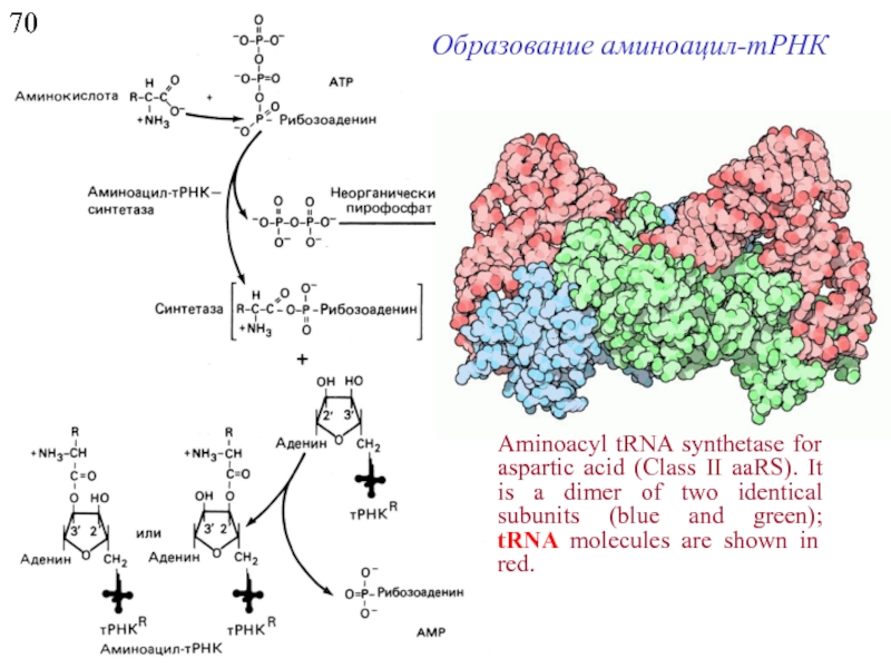 Схема образования аминоацил трнк