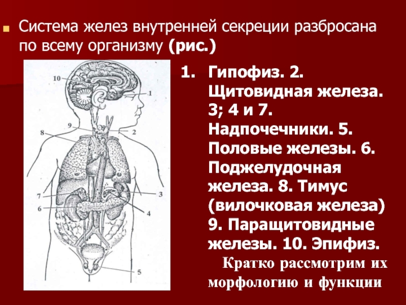 Тимус железы внутренней секреции