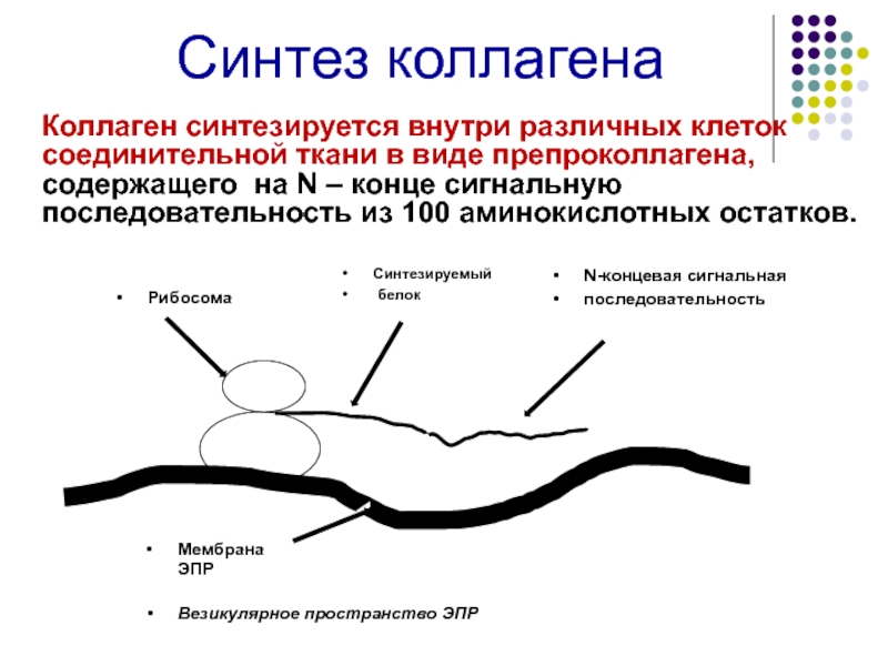 Синтез коллагена в организме. Синтез коллагена. Синтез эластина. Этапы синтеза эластина. Синтез коллагена схема.