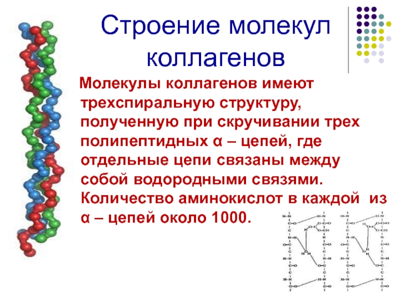 Фрагмент полипептидной цепи. Коллаген молекула. Молекулярная структура коллагена. Молекула эластина. Трехспиральная структура коллагена.