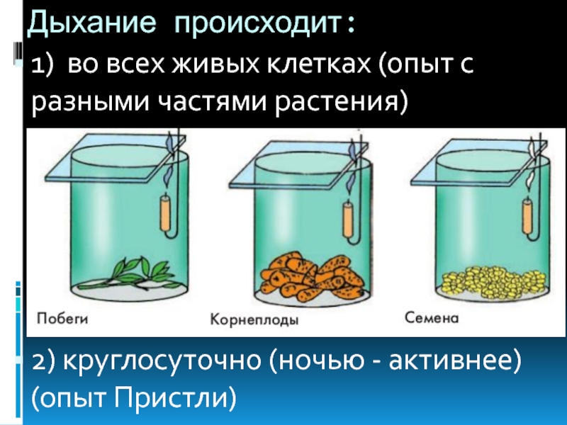 Дыхание растений происходит. Опыт Пристли дыхание растений. Дыхание происходит. Дыхание растений опыт с мышью. Сообщение дыхание растений.