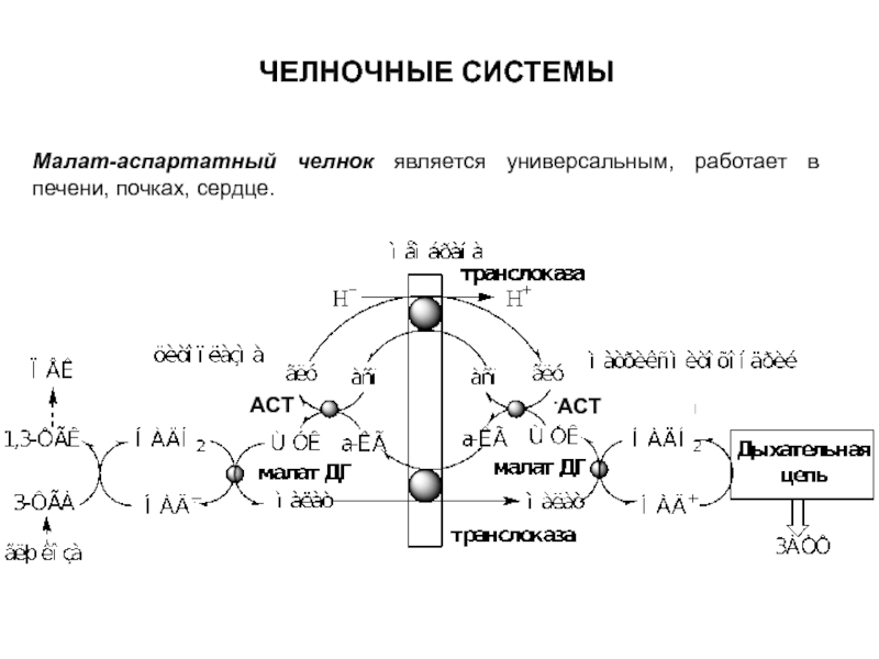 Схемы челночных механизмов биохимия