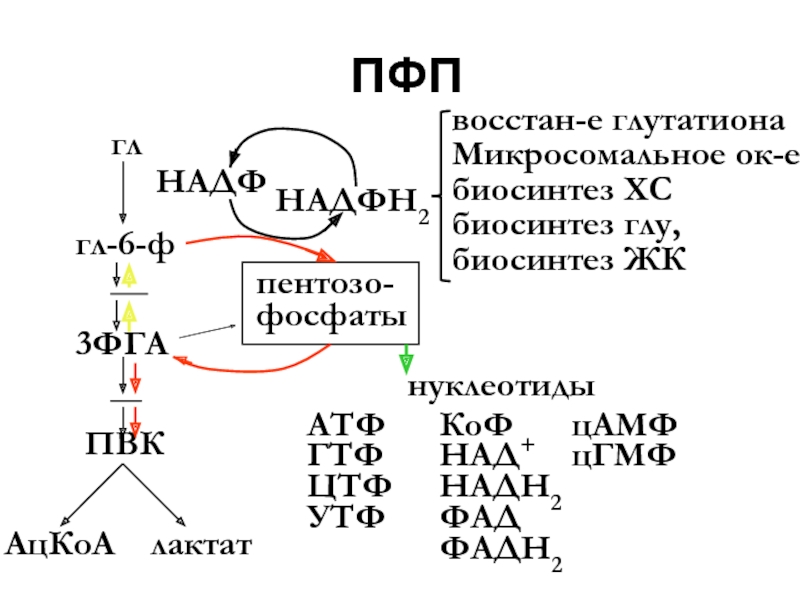 Атф и надфн. 3 ФГА биохимия. АТФ ГТФ УТФ ЦТФ. ГТФ формула биохимия. Над НАДФ ФАД.