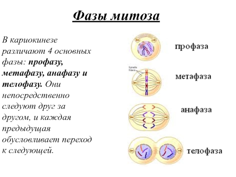 Митотический цикл деления клетки