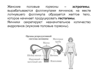 Женские половые гормоны