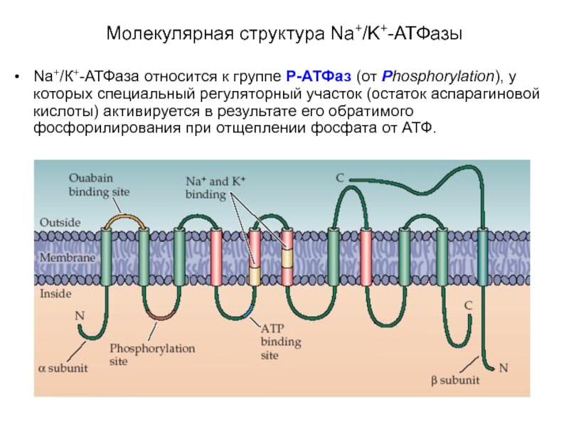 Атфаза. К na АТФАЗА. Натриевая АТФАЗА. Строение АТФАЗЫ.