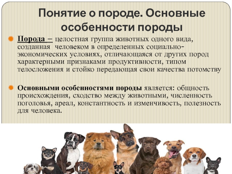 Содержание животных элемент технологии производства животноводческой продукции презентация