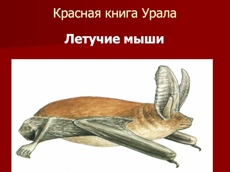 Красная книга россии свердловская область