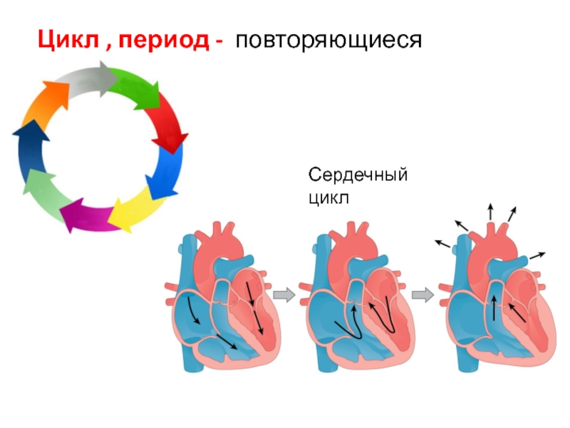 Пассивное наполнение сердца кровью фаза сердечного цикла