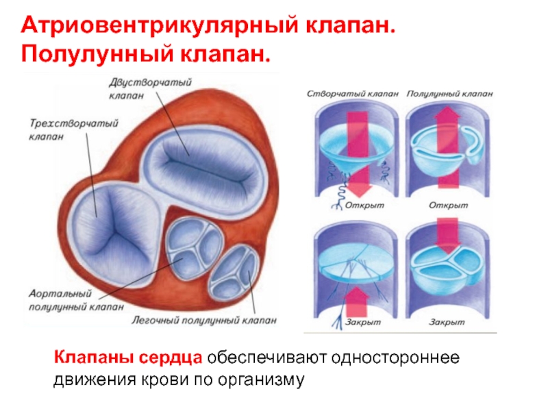 Клапаны находятся. Клапаны сердца створчатые и полулунные таблица. Строение створчатого клапана. Створки трехстворчатого клапана анатомия. Митральный клапан и полулунный клапан.