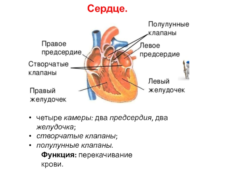 Левое предсердие 4 4. Полулунные клапаны расположены клапаны сердца. Створчатые и полулунные клапаны функции. Полулунный клапан анатомия сердца-. Полулунные клапаны строение и функции.