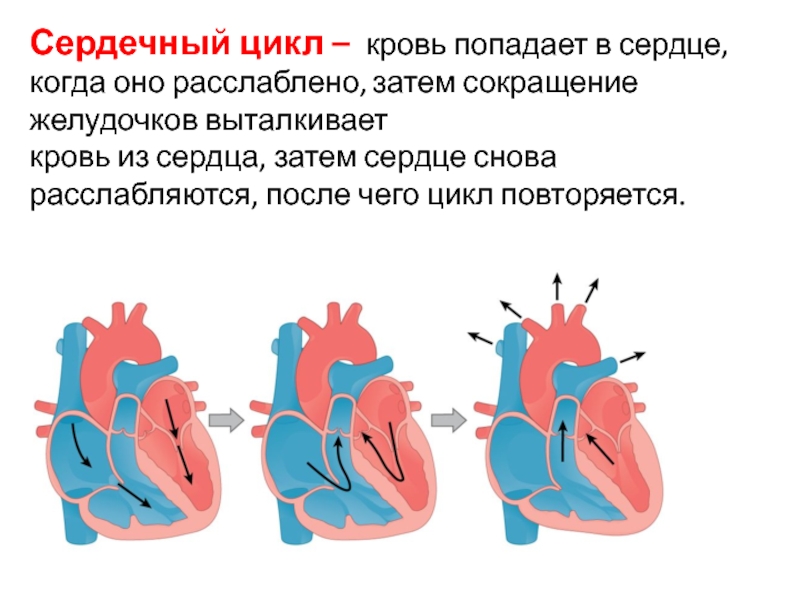 Попадаешь в сердце