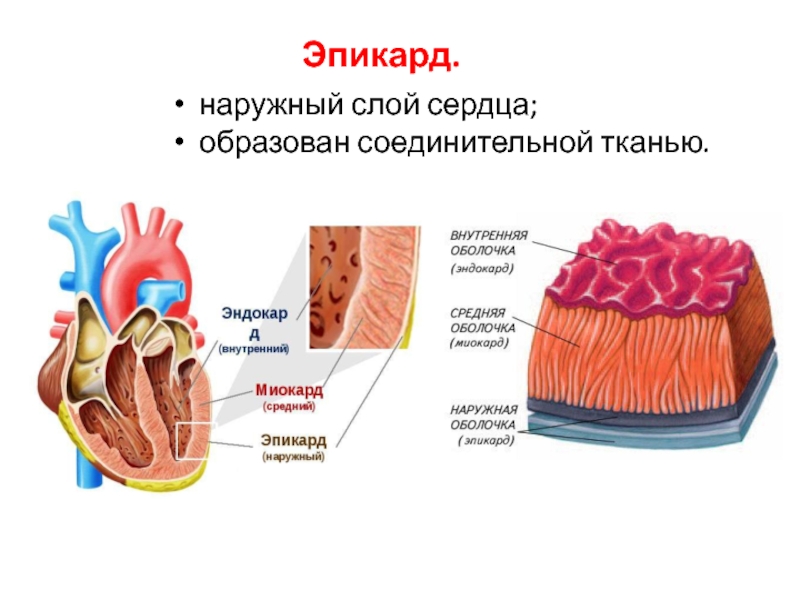 Сердце образовано. Миокард эпикард перикард. Эндокард миокард эпикард перикард таблица. Сердце перикард миокард эндокард. Эпикард анатомия.