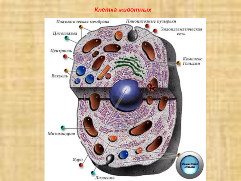 Эукариотическая клетка презентация