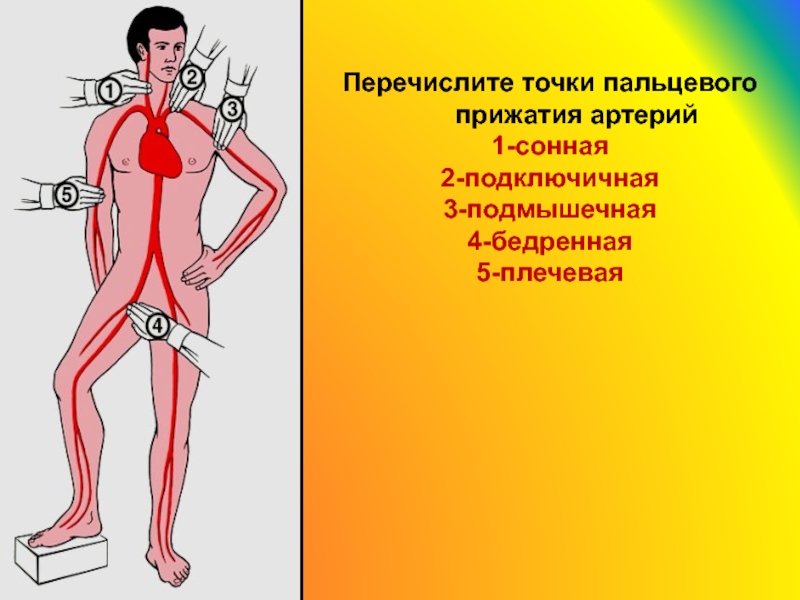 Покажите на рисунке из учебного пособия точки прижатия важнейших артерий сонной