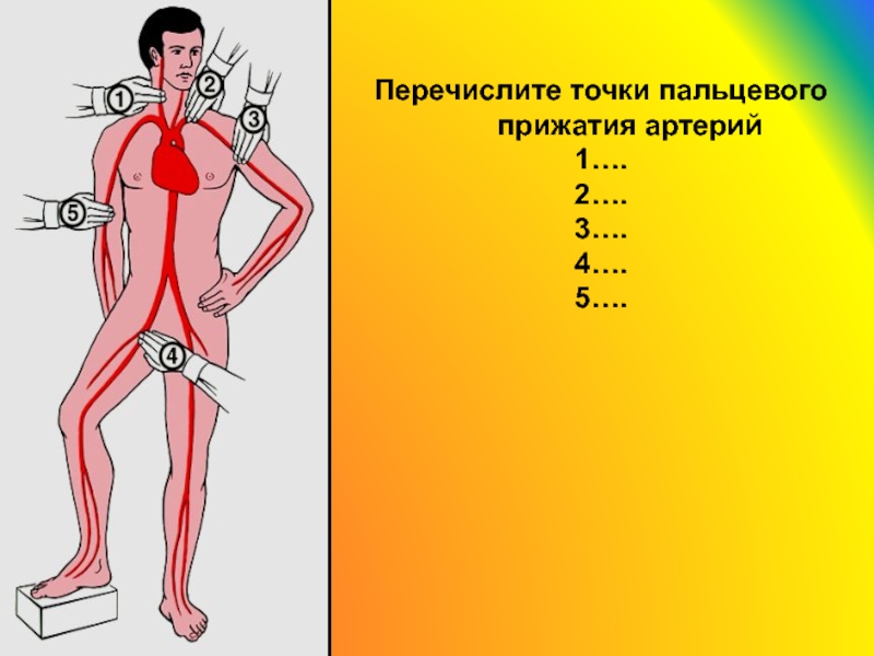 Пальцевое прижатие при повреждении бедренной артерии. Места прижатия артерий при кровотечениях. Точки прижатия артерий. Пальцевое прижатие артерий. Пальцевое прижатие артерий при кровотечениях.