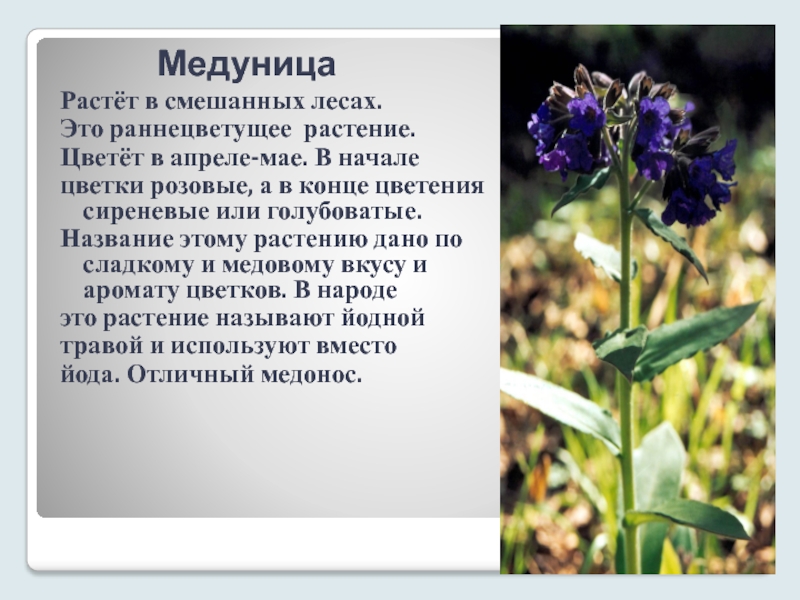 Медуница сахарная фото растения и описание