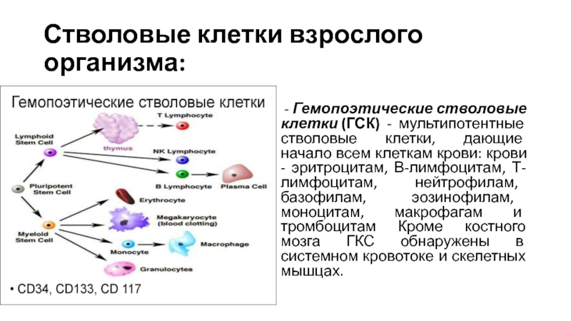 Стволовые клетки гистология презентация