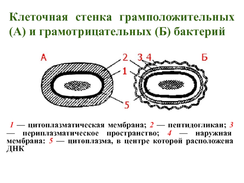 Схема строения клеточной стенки грамположительных и грамотрицательных бактерий