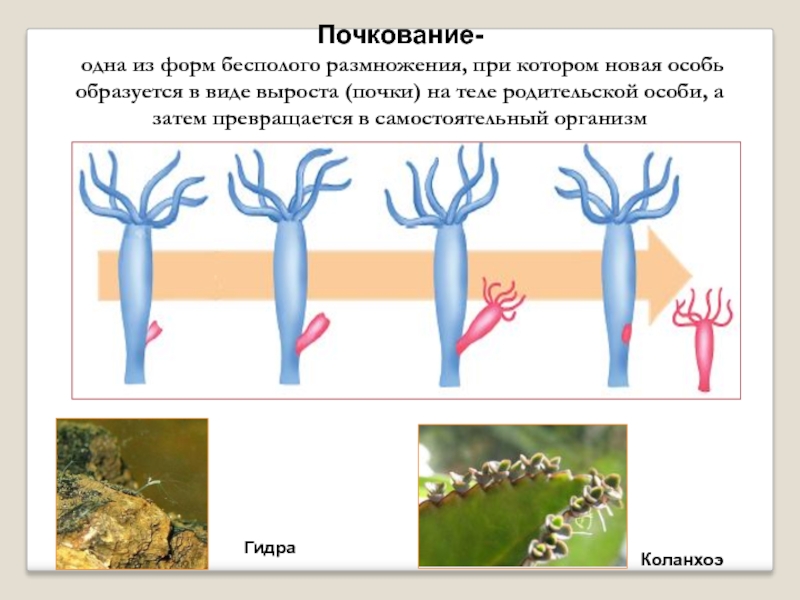 Почкование это