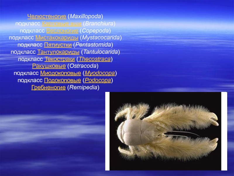 Челюстеногие (Maxillopoda)  подкласс Карповые вши (Branchiura)  подкласс Веслоногие (Copepoda)