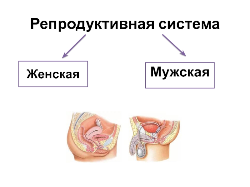 Репродуктивная система человека 8 класс биология презентация