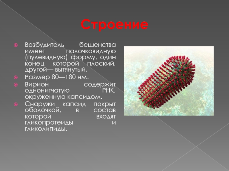 Возбудитель бешенства фото