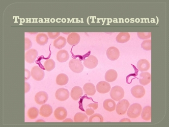 Трипаносомы (Trypanosoma)