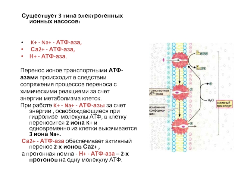 Содержание атф. Три типа электрогенных ионных насосов. Na, k-насоса – электрогенным. Процесс образования АТФ. CA АТФ фаза.