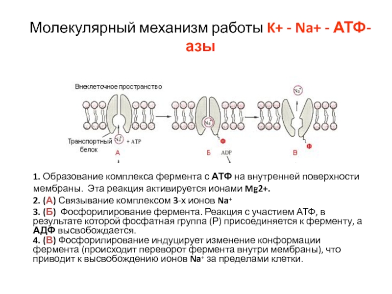 Атф na. Na-k-АТФ фермент. Работа na+k+‑АТФ‑азы. Реакция образования АТФ. Молекулярный механизм работы na k АТФ азы.