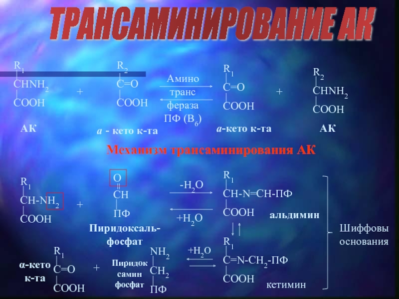 Трансдезаминирование аланина. Дезаминирование белков. Трансаминирование и дезаминирование. Транс дезаминирование аминокислот.