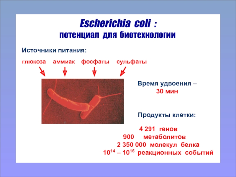 Escherichia coli что это у мужчин