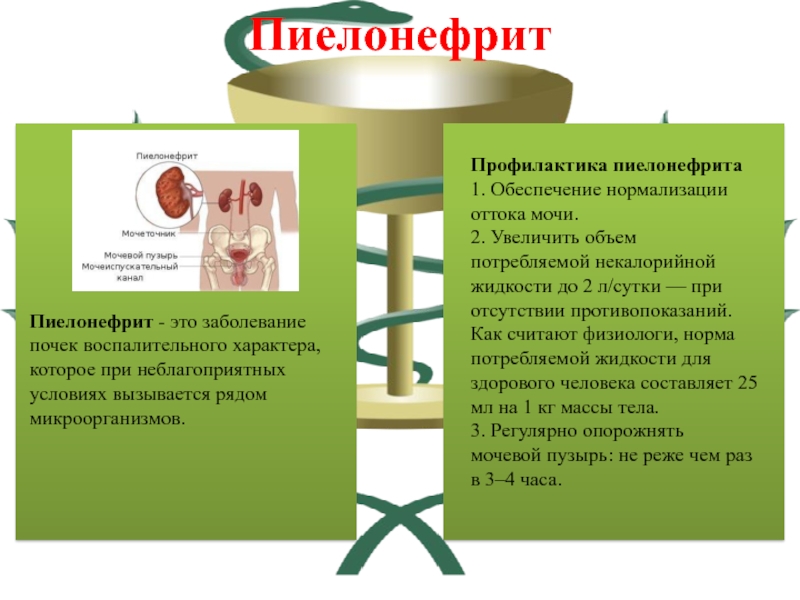 Профилактика пиелонефрита картинки