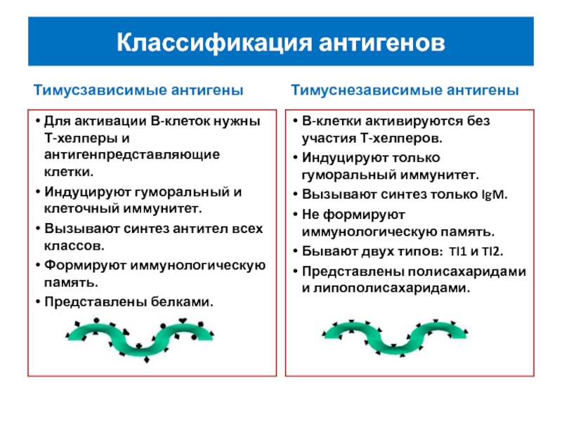 Исследование антигенов. Тимусзависимые антигены. Тимусзависимые антигены вызывают иммунный ответ. Антигены их классификация судьба антигена попавшего в организм. Классификация антигенов Эндо.