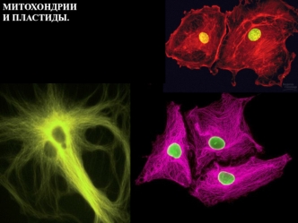 Митохондрии и пластиды