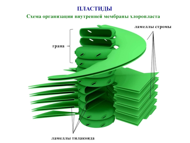 Тилакоиды стромы хлоропласта