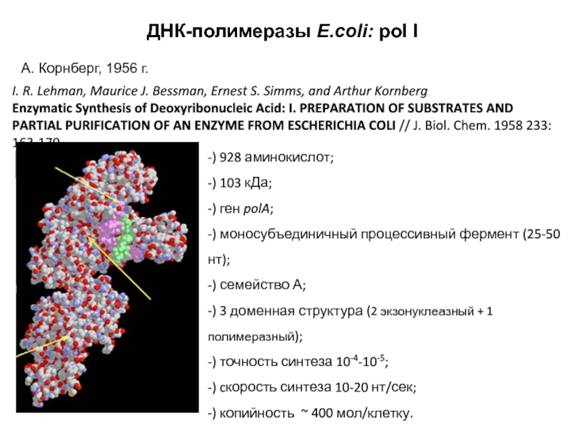 Днк полимеразой. ДНК полимераза 1 e coli. Корнберг ДНК полимераза. ДНК полимеразы в e.coli. ДНК полимераза ферментативная активность.