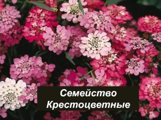 Семейство крестоцветные