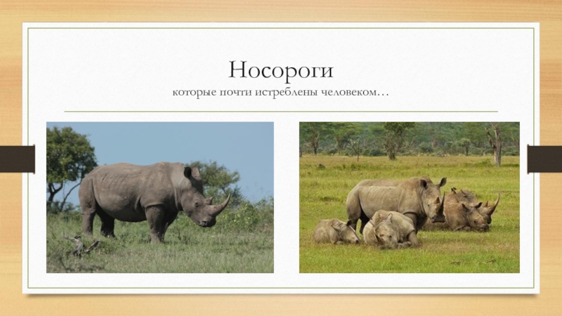 Носорог природная зона. В какой природной зоне живет носорог. Как носороги приспособились к зоне саванны. На какой природной зоне живет НОСО.