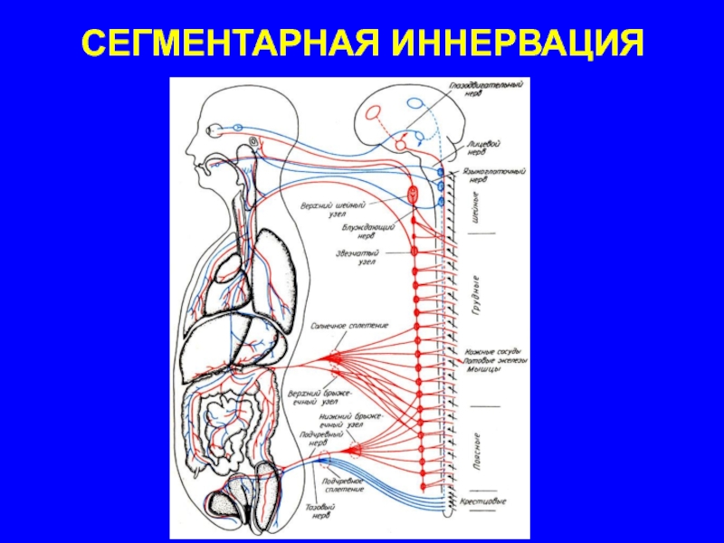 Иннервация головы и шеи. Сегментарная иннервация органов. Сегментарная вегетативная иннервация. Сегментарная организация иннервации внутренних органов. Сегментарная иннервация внутренних органов схема.