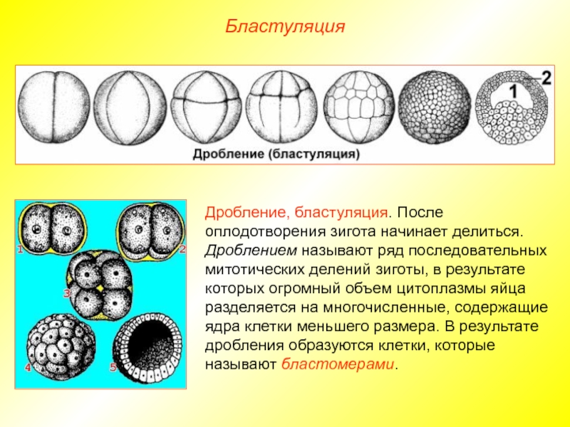 Дробление зиготы рисунок