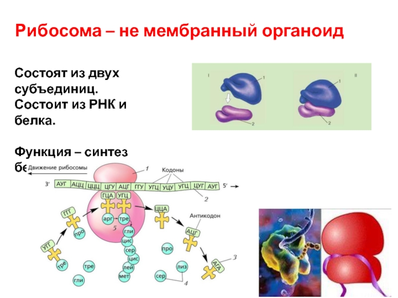 Синтез белков органелла. Структура белка на рибосоме. Рибосома из 2 субъединиц. Рибосомы состоят из РНК И белков. Функции синтеза белка.