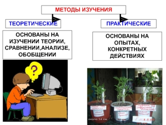 Методы изучения. Движение цитоплазмы и хлоропластов в клетке